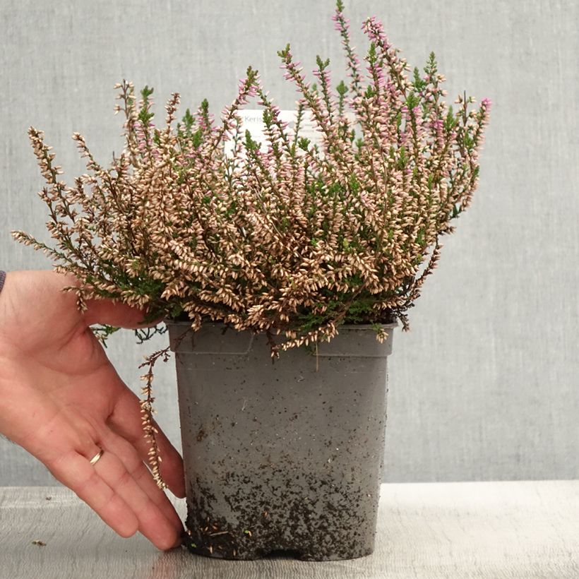 Calluna vulgaris Marleen - Heather 2L/3L pot sample as delivered in autumn