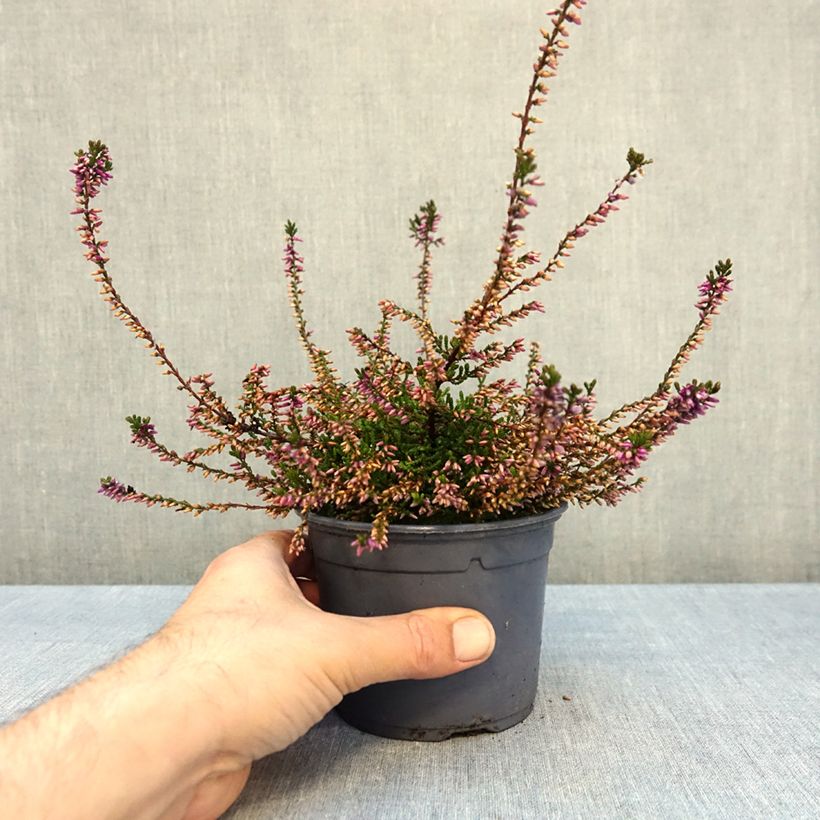 Calluna vulgaris Marlies - Heather 1L/1.5L pot sample as delivered in autumn