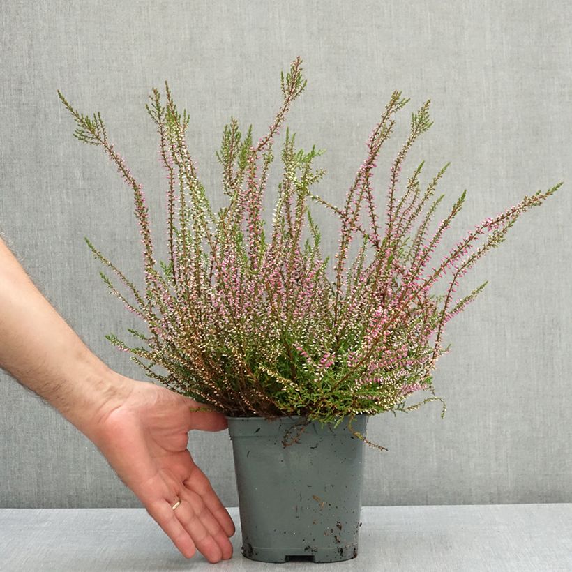 Calluna vulgaris Marlies - Heather 1L/1.5L pot sample as delivered in summer