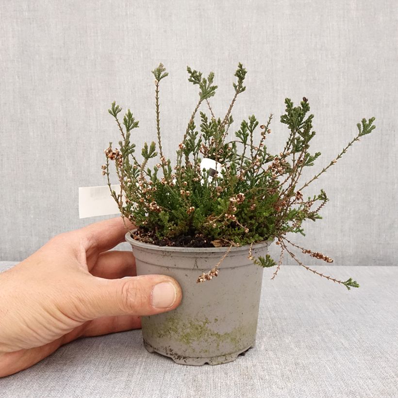Calluna vulgaris Radnor - Heather 12cm pot sample as delivered in spring