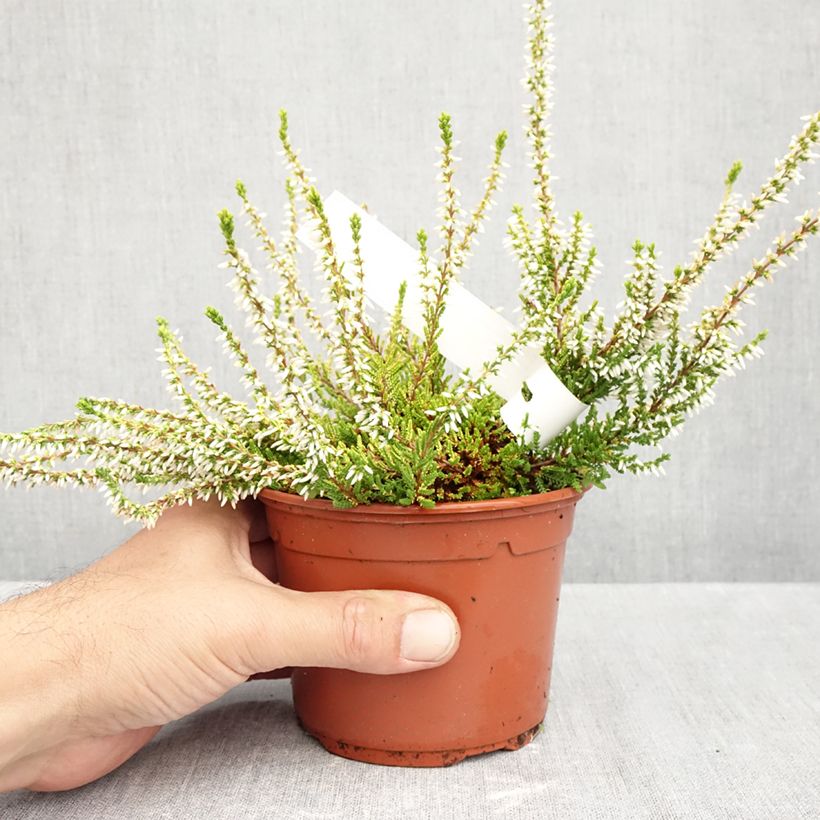 Calluna vulgaris Sandy - Heather 1L/1.5L pot sample as delivered in autumn