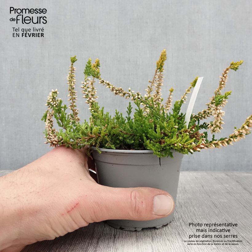 Calluna vulgaris Sandy - Heather 2L/3L pot sample as delivered in winter