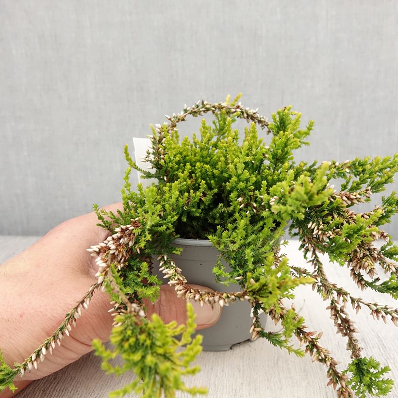 Calluna vulgaris Sandy - Heather 2L/3L pot sample as delivered in spring
