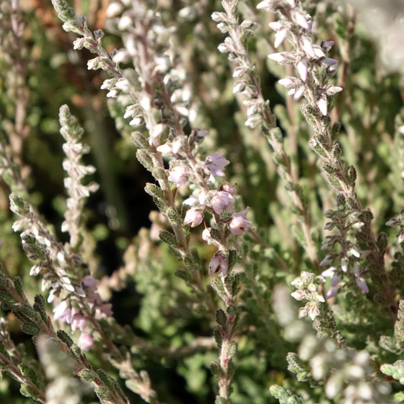 Calluna vulgaris Silver Knight - Heather (Flowering)