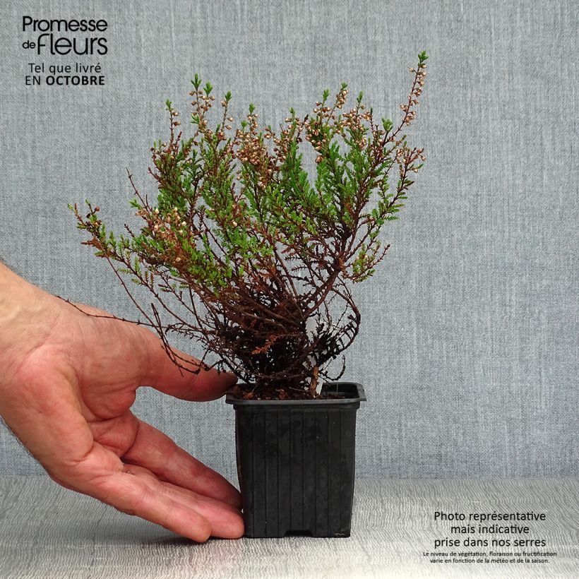 Calluna vulgaris Spring Torch - Heather 8/9 cm pot sample as delivered in autumn