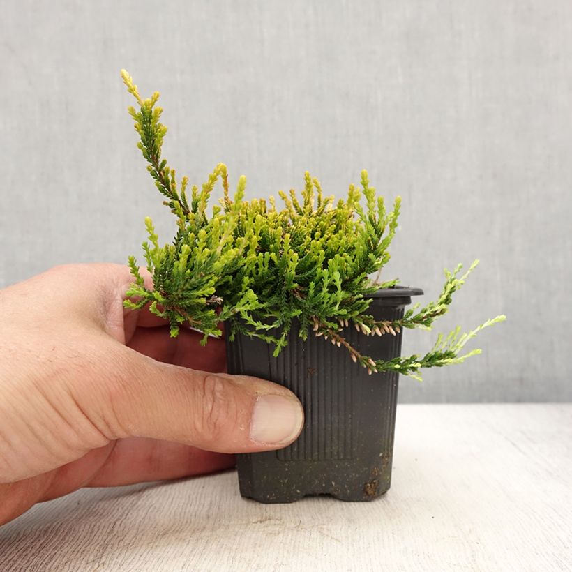 Calluna vulgaris Garden Girls Theresa - Heather 8/9 cm pot sample as delivered in spring