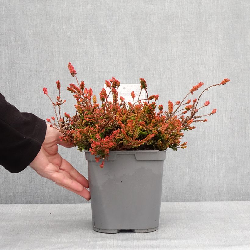 Calluna vulgaris Wickwar Flame - Heather 2L/3L pot sample as delivered in winter