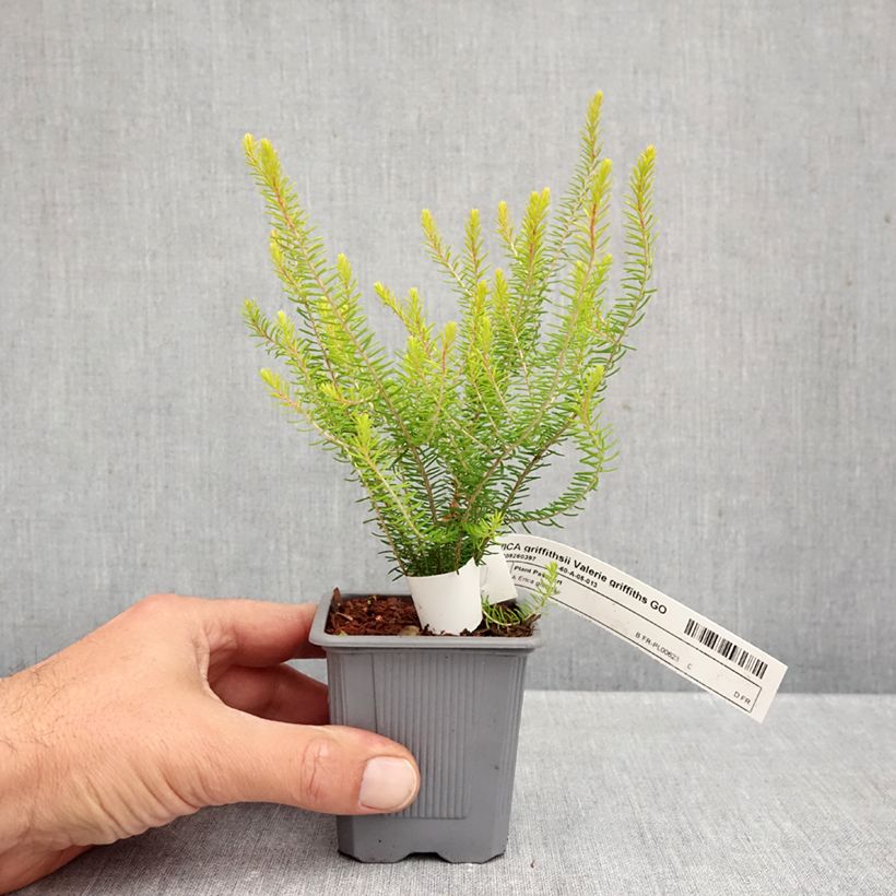 Erica manipuliflora 'Valerie Griffiths' 8/9 cm pot sample as delivered in autumn