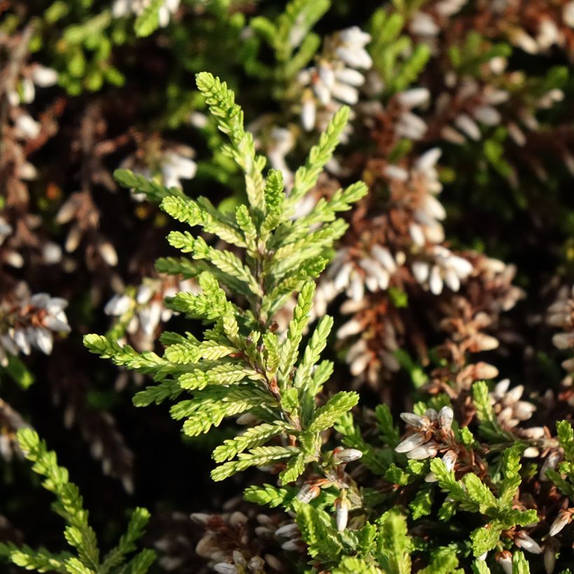 Calluna vulgaris Rasta Girls Maite - Heather (Foliage)