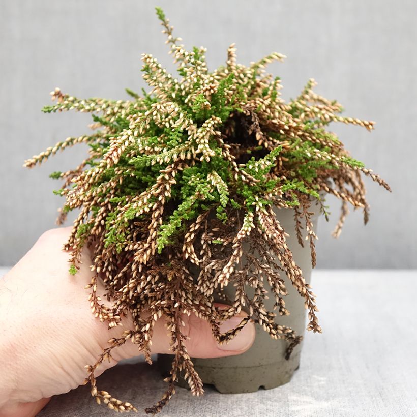 Calluna vulgaris Rasta Girls Netty - Heather 12cm pot sample as delivered in winter