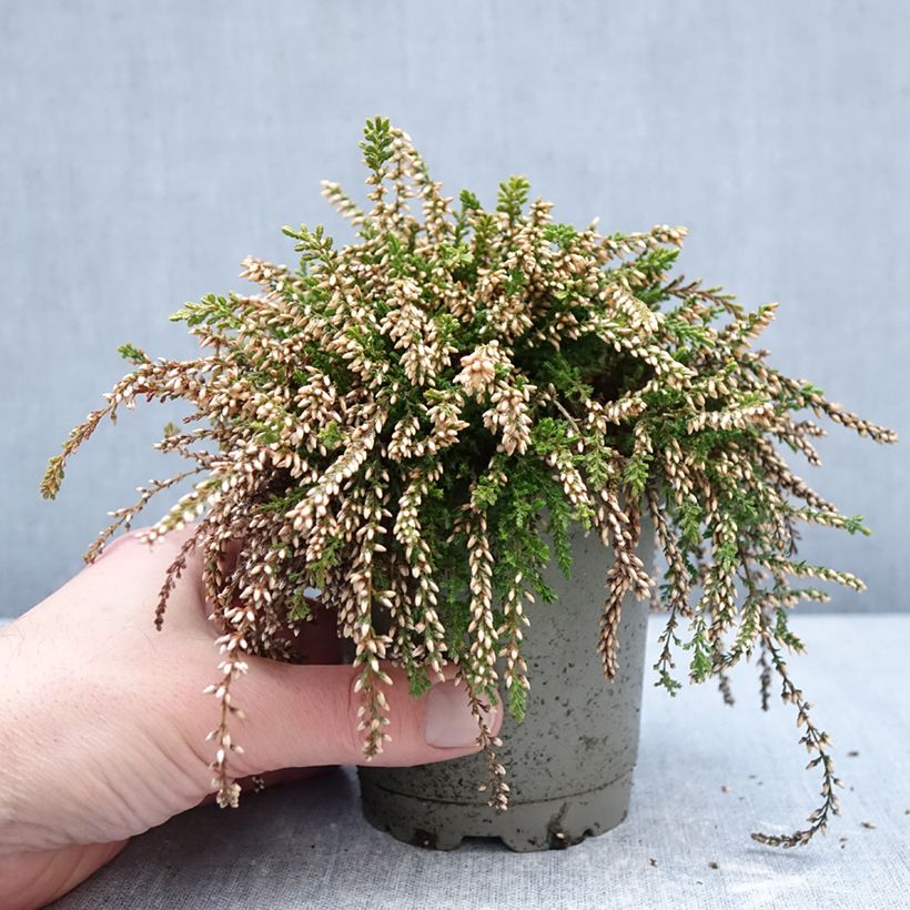 Calluna vulgaris Rasta Girls Rosa Claire - Heather 12cm pot sample as delivered in winter