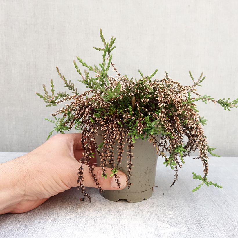 Calluna vulgaris Rasta Girls Rote Janina - Heather 12cm pot sample as delivered in spring
