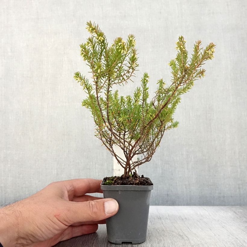 Erica darleyensis Ghost Hills - Winter Heath 8/9 cm pot sample as delivered in autumn