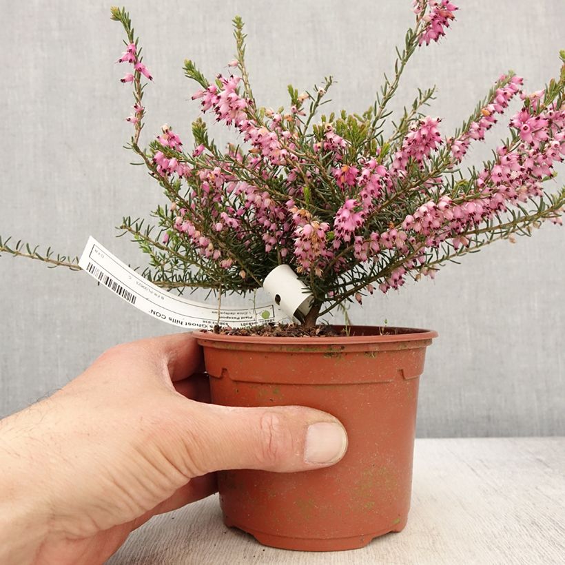 Erica darleyensis Ghost Hills - Winter Heath 1L/1.5L pot sample as delivered in spring