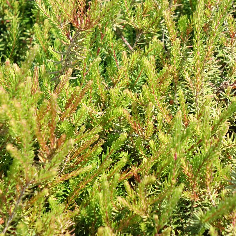 Erica x darleyensis J.W. Porter - Winter Heath (Foliage)