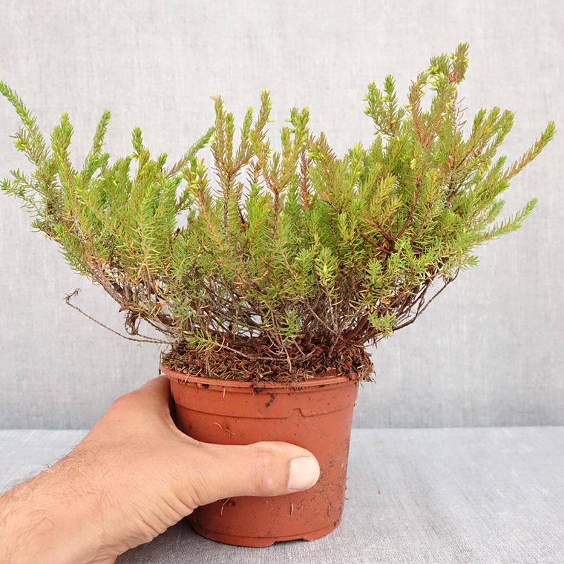 Erica x darleyensis J.W. Porter - Winter Heath 1L/1.5L pot sample as delivered in summer
