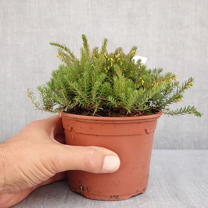 Erica darleyensis Kramers Rote - Winter Heath 1L/1.5L pot sample as delivered in summer