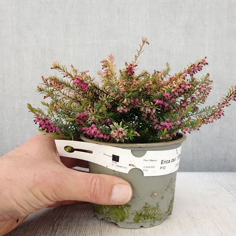 Erica darleyensis Stieneke - Winter Heath 12cm pot sample as delivered in spring