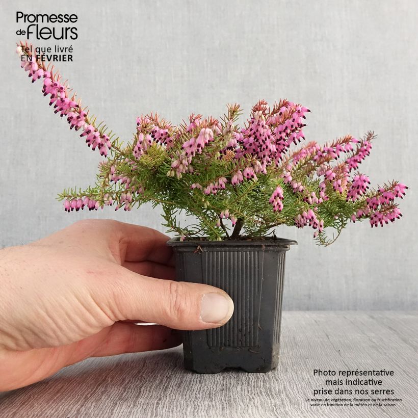 Erica darleyensis Winter Belles Tylou - Winter Heath 8/9 cm pot sample as delivered in winter