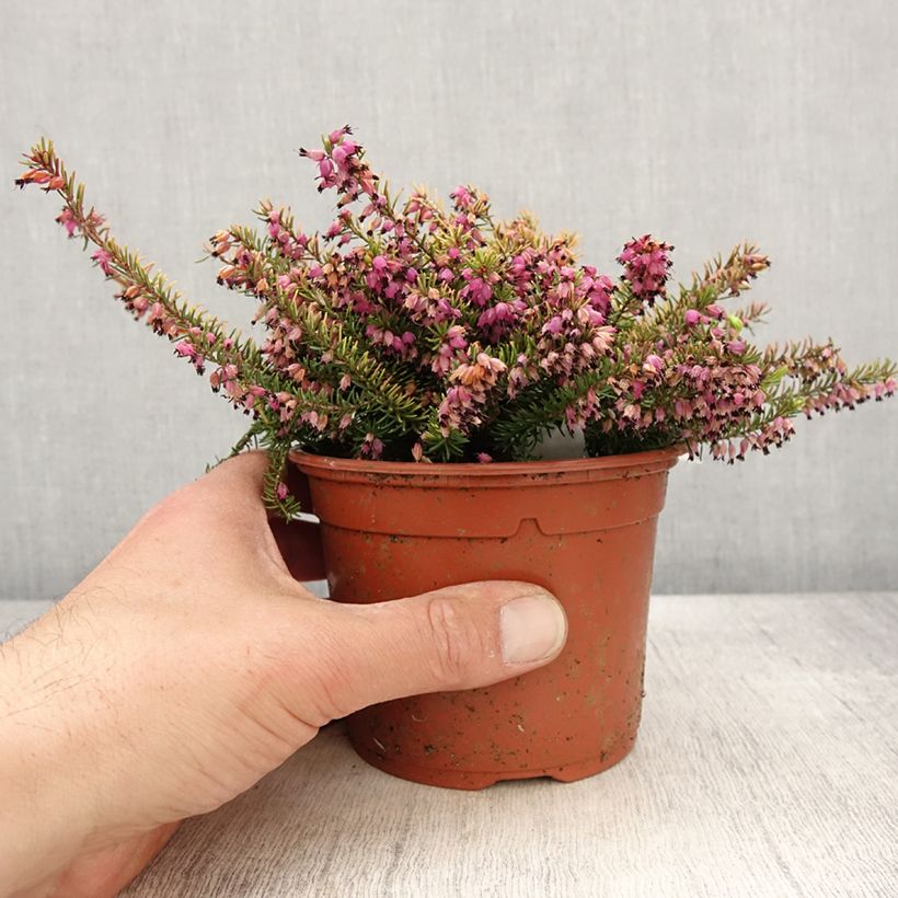Erica darleyensis Winter Belles Tylou - Winter Heath 1L/1.5L pot sample as delivered in spring