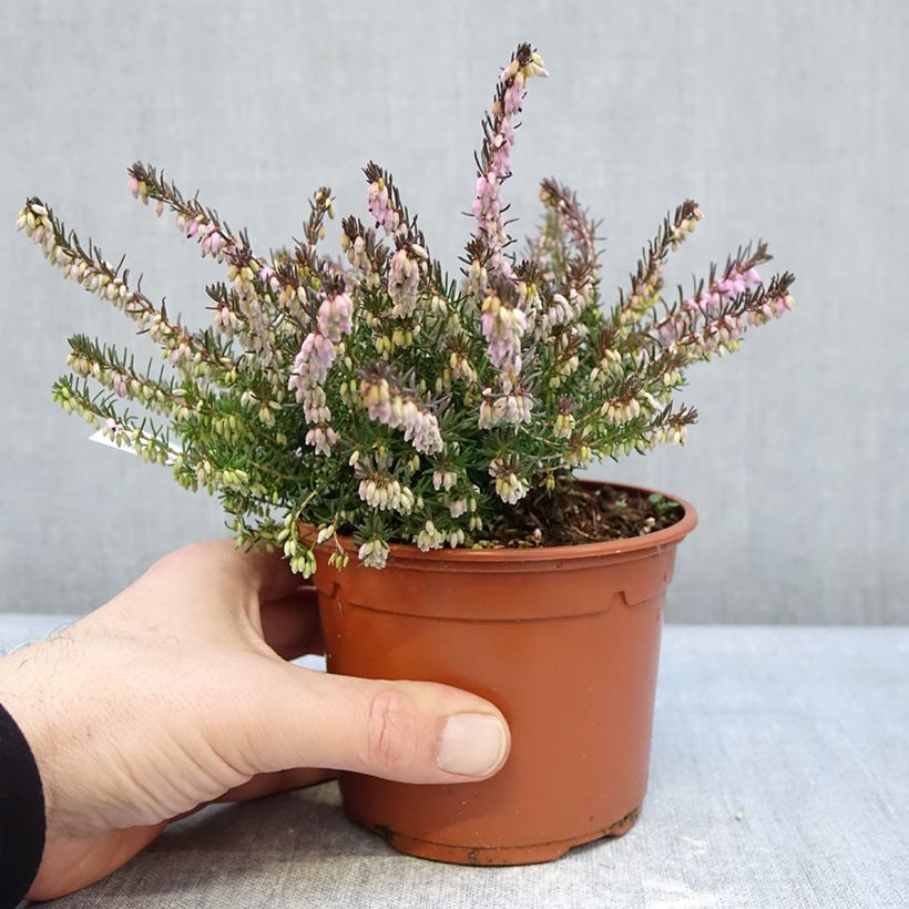 Darley Heath - Erica darleyensis Furzey 1L/1.5L pot sample as delivered in winter