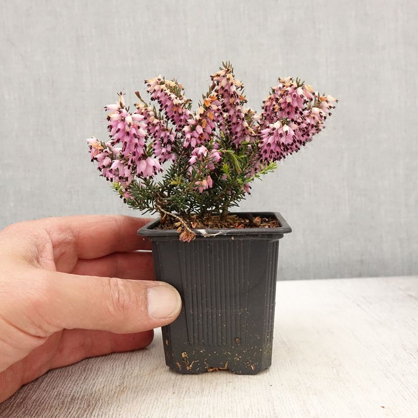 Erica carnea Ruby Glow - Winter Heath 8/9 cm pot sample as delivered in spring