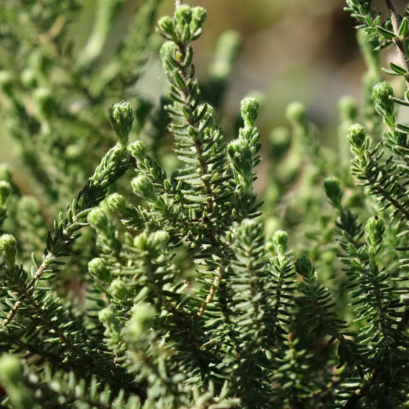 Erica tetralix Alba (Foliage)