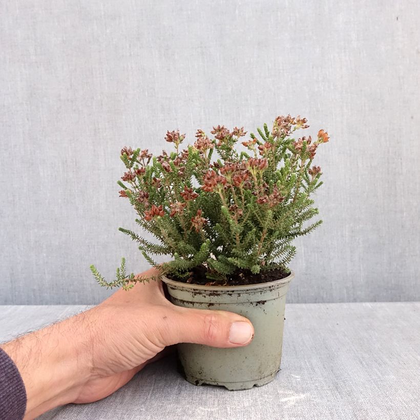 Erica tetralix Alba 12cm pot sample as delivered in autumn
