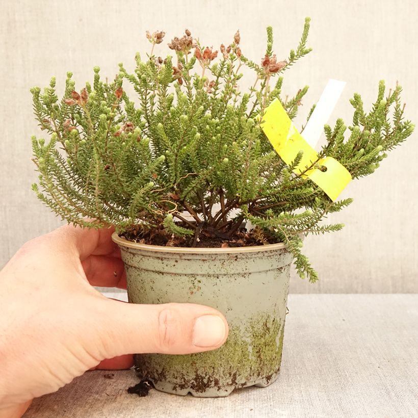 Erica tetralix Alba 12cm pot sample as delivered in spring
