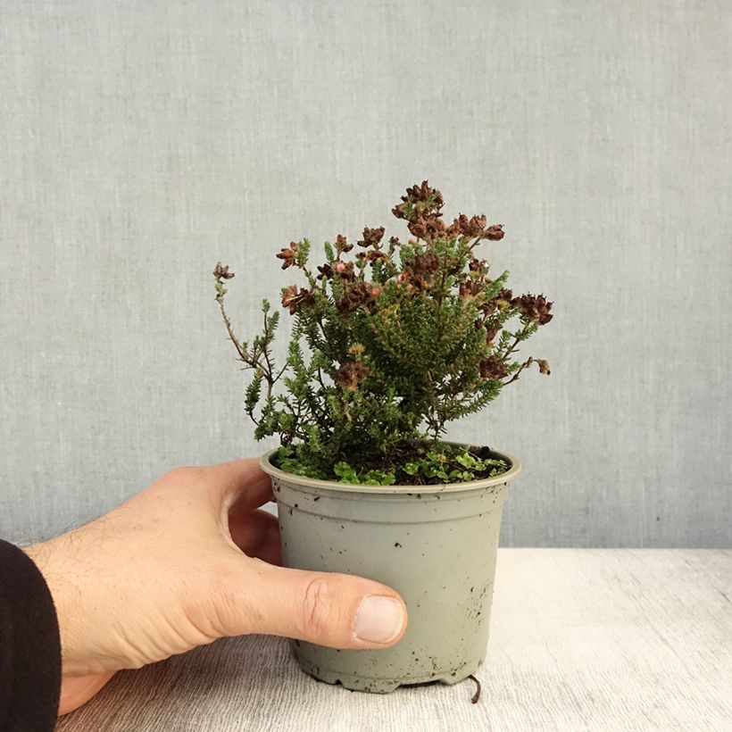 Erica tetralix - Heath 12cm pot sample as delivered in autumn