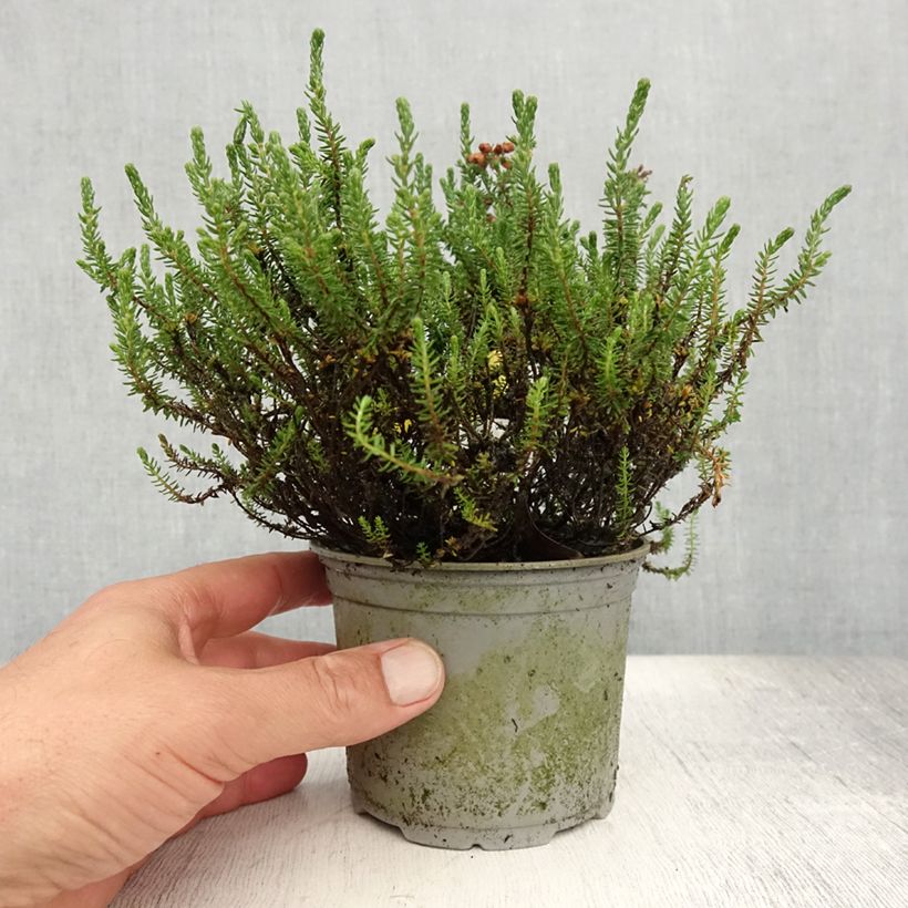 Erica tetralix - Heath 12cm pot sample as delivered in summer