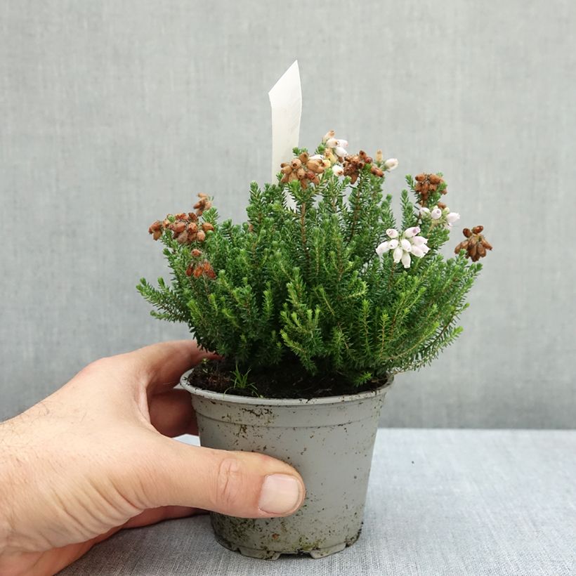 Erica tetralix Tina 10cm/11cm pot sample as delivered in autumn