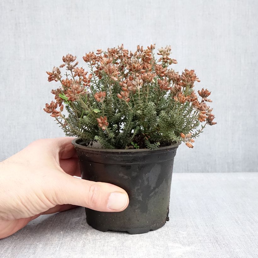 Bruyère des marais - Erica tetralix Tina Pot de 10 cm/11cm sample as delivered in winter