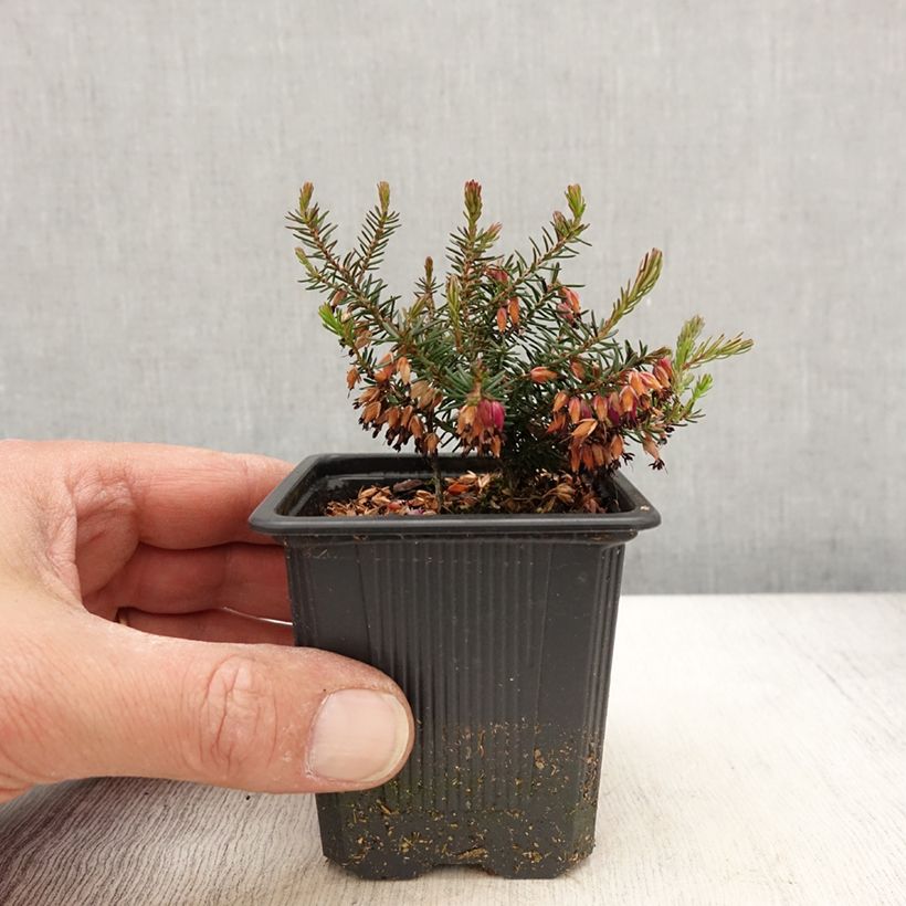 Erica carnea Eva - Winter Heath 8/9 cm pot sample as delivered in spring