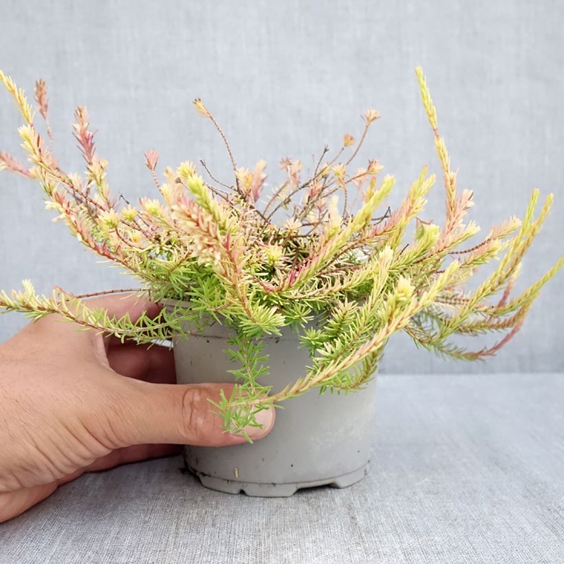 Erica carnea f. aureifolia Foxhollow - Winter Heath 12cm pot sample as delivered in summer