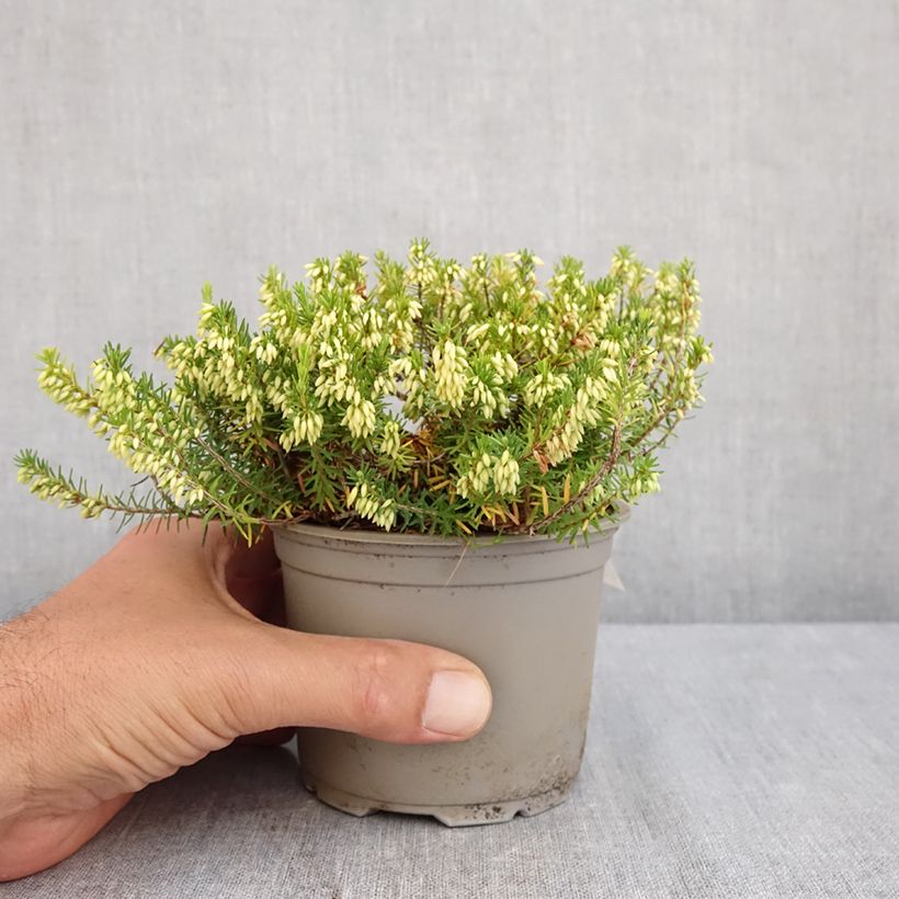 Erica carnea Isabell - Winter Heath 12cm pot sample as delivered in summer
