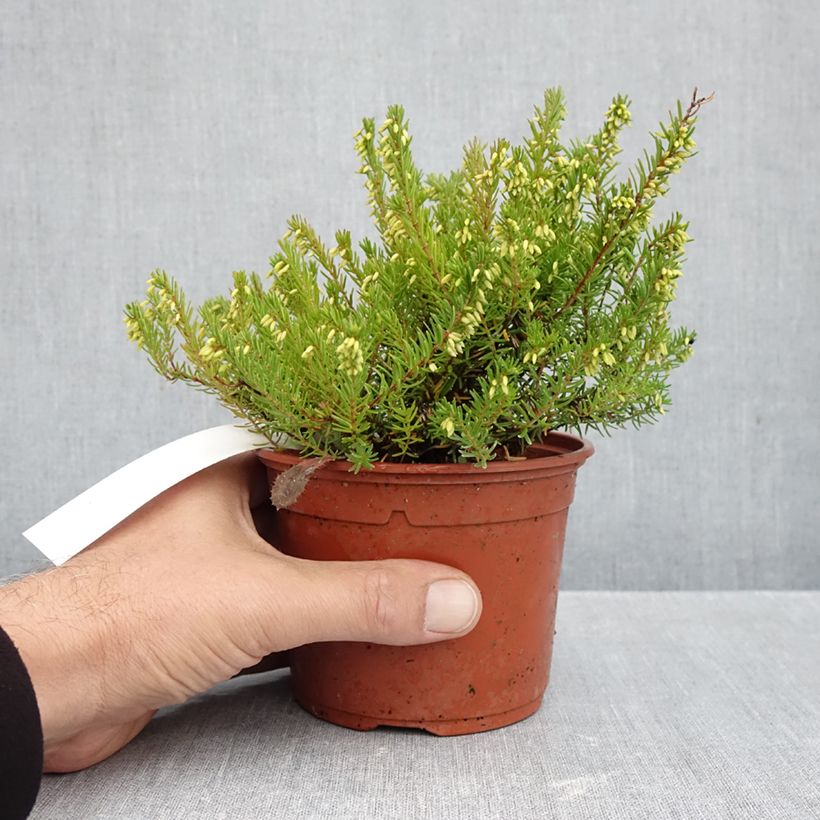 Snow heather - Erica carnea Jenny Porter 1L/1.5L pot sample as delivered in autumn
