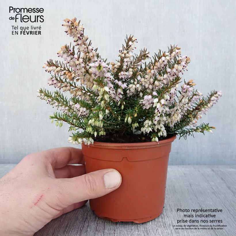 Snow heather - Erica carnea Jenny Porter 1L/1.5L pot sample as delivered in winter