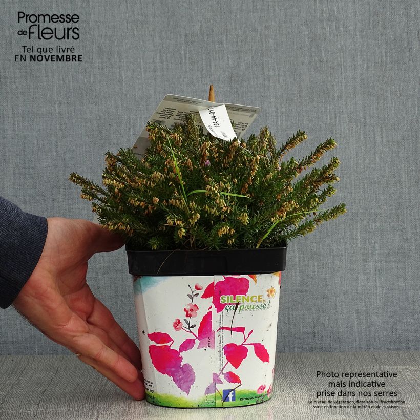Snow heather - Erica carnea Jenny Porter 2L/3L pot sample as delivered in autumn
