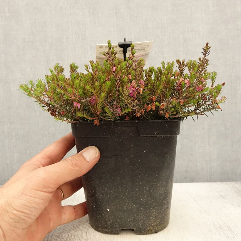 Erica carnea Myretoun Ruby - Winter Heath 1.5L/2L pot sample as delivered in spring
