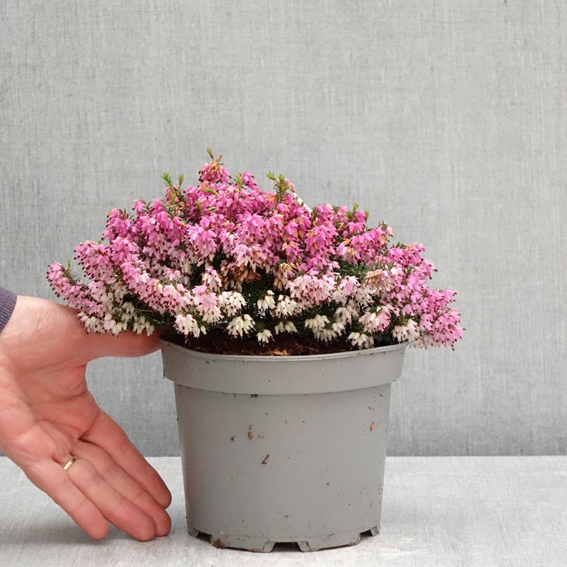 Erica carnea Rosalie - Winter Heath 2L/3L pot sample as delivered in spring