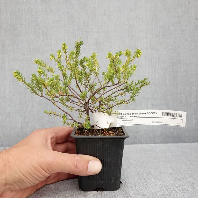 Erica carnea 'Snow Queen' 8/9 cm pot sample as delivered in autumn