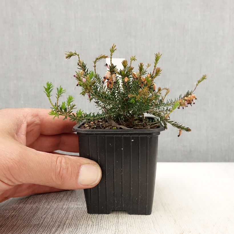 Erica carnea Springwood Pink 8/9 cm pot sample as delivered in spring