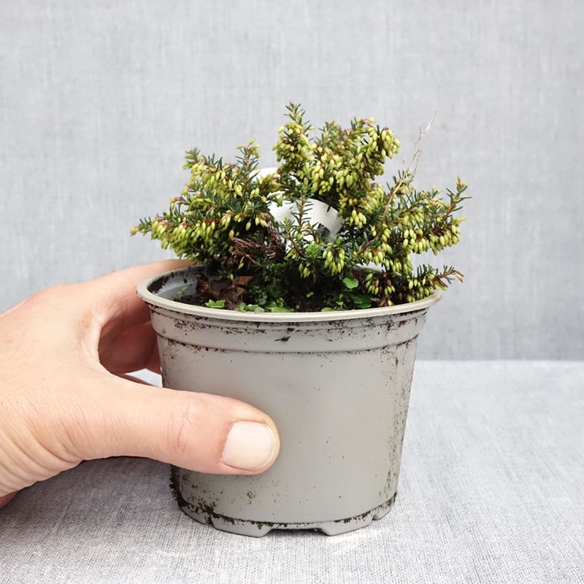 Erica carnea Winterfreude - Winter Heath 10cm/11cm pot sample as delivered in autumn