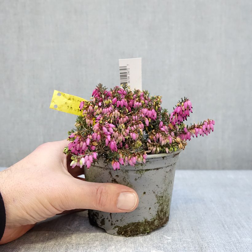 Erica carnea Winterfreude - Winter Heath 12cm pot sample as delivered in winter