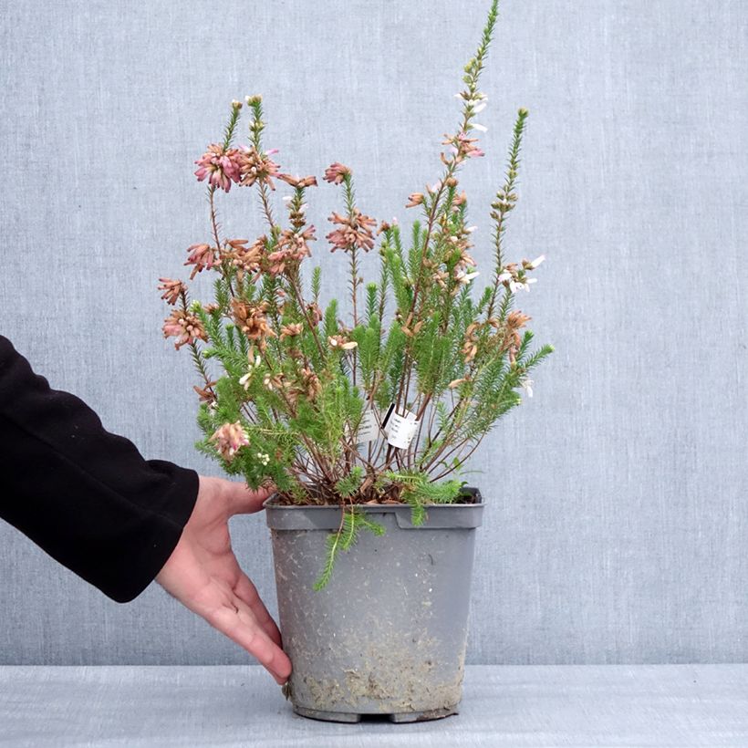 Erica verticillata - Cape Heath 4L/5L pot sample as delivered in winter