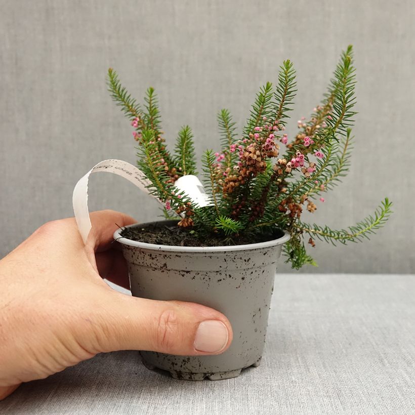 Erica vagans Birch Glow 10cm/11cm pot sample as delivered in autumn