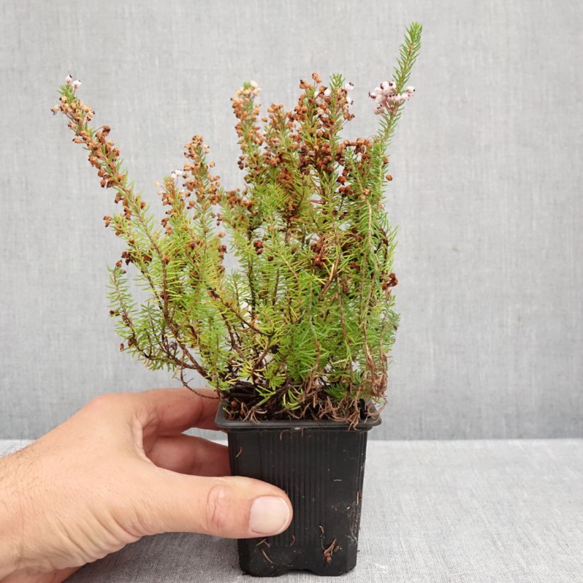 Erica vagans Mrs D.F. Maxwell - Cornish Heath 8/9 cm pot sample as delivered in autumn