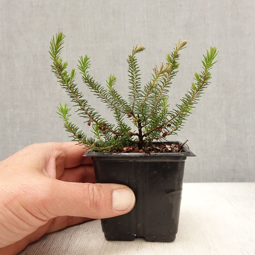 Erica vagans Mrs D.F. Maxwell - Cornish Heath 8/9 cm pot sample as delivered in spring