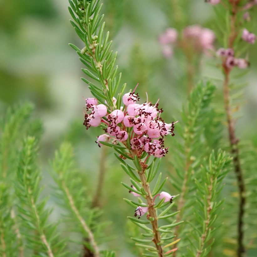 Erica vagans Pyrenees Pink (Flowering)